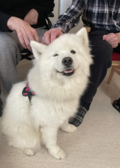 Besokshunden Rosie