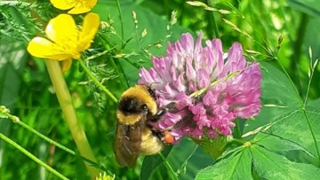 Bumblebees Picture2