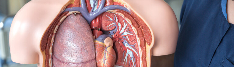 anatomidocka vård