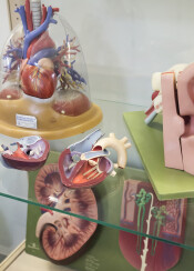 Hälsa och sjukvård