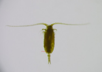 clausicalanus