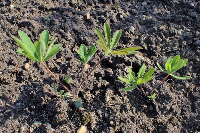 Lupine shoots